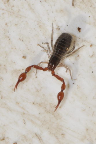 Neobisium simile · iNaturalist Mexico