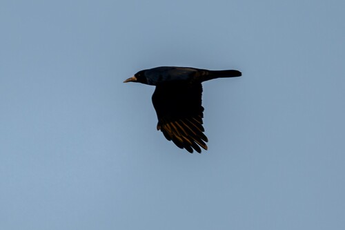 Rook