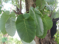 Ficus nymphaeifolia
