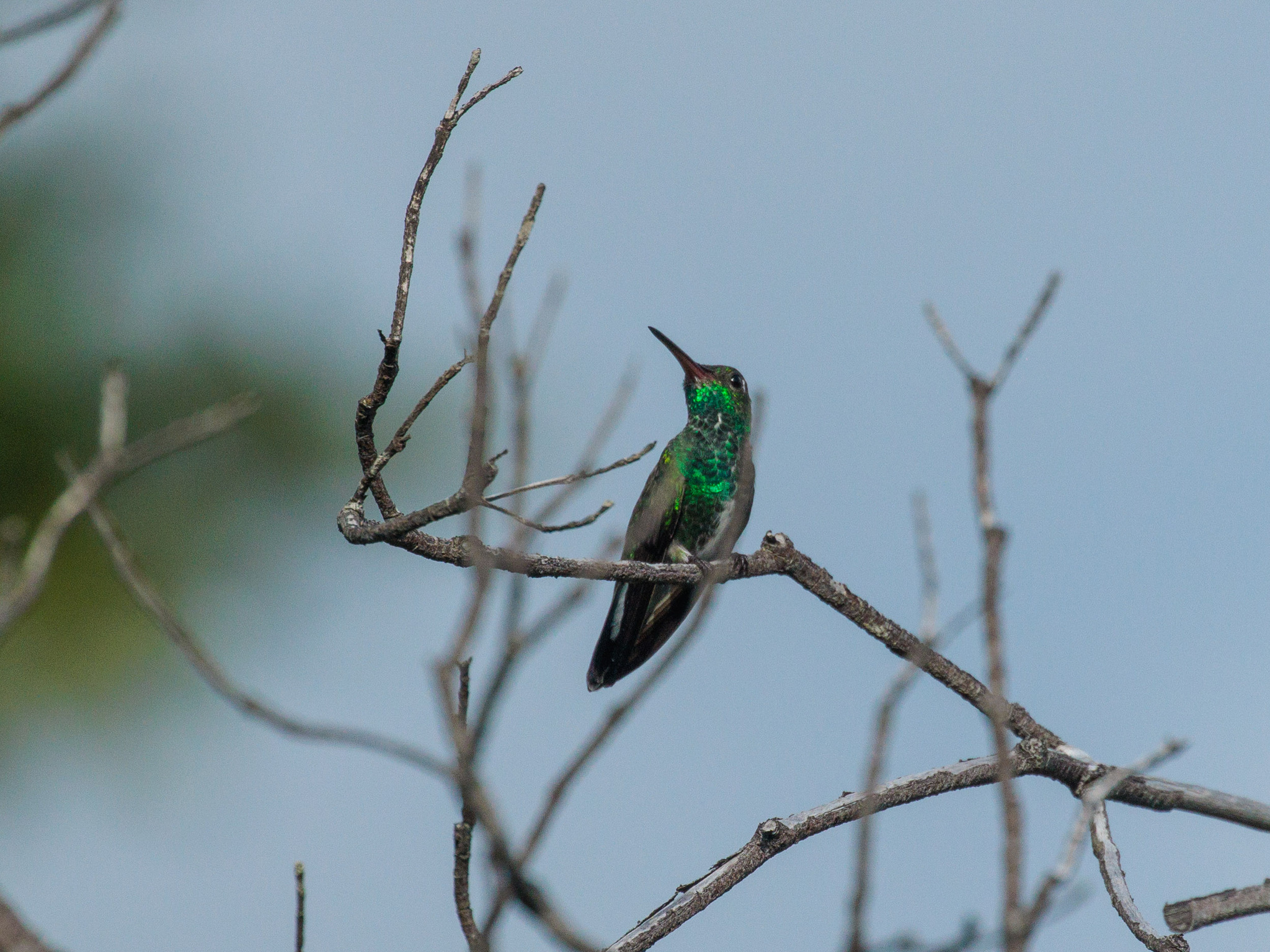 Glittering-throated Emerald (Chionomesa fimbriata), photo 4