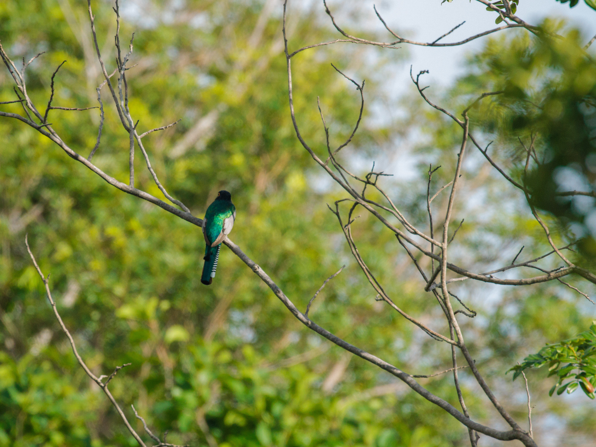 Blue-crowned Trogon (Trogon curucui), photo 6