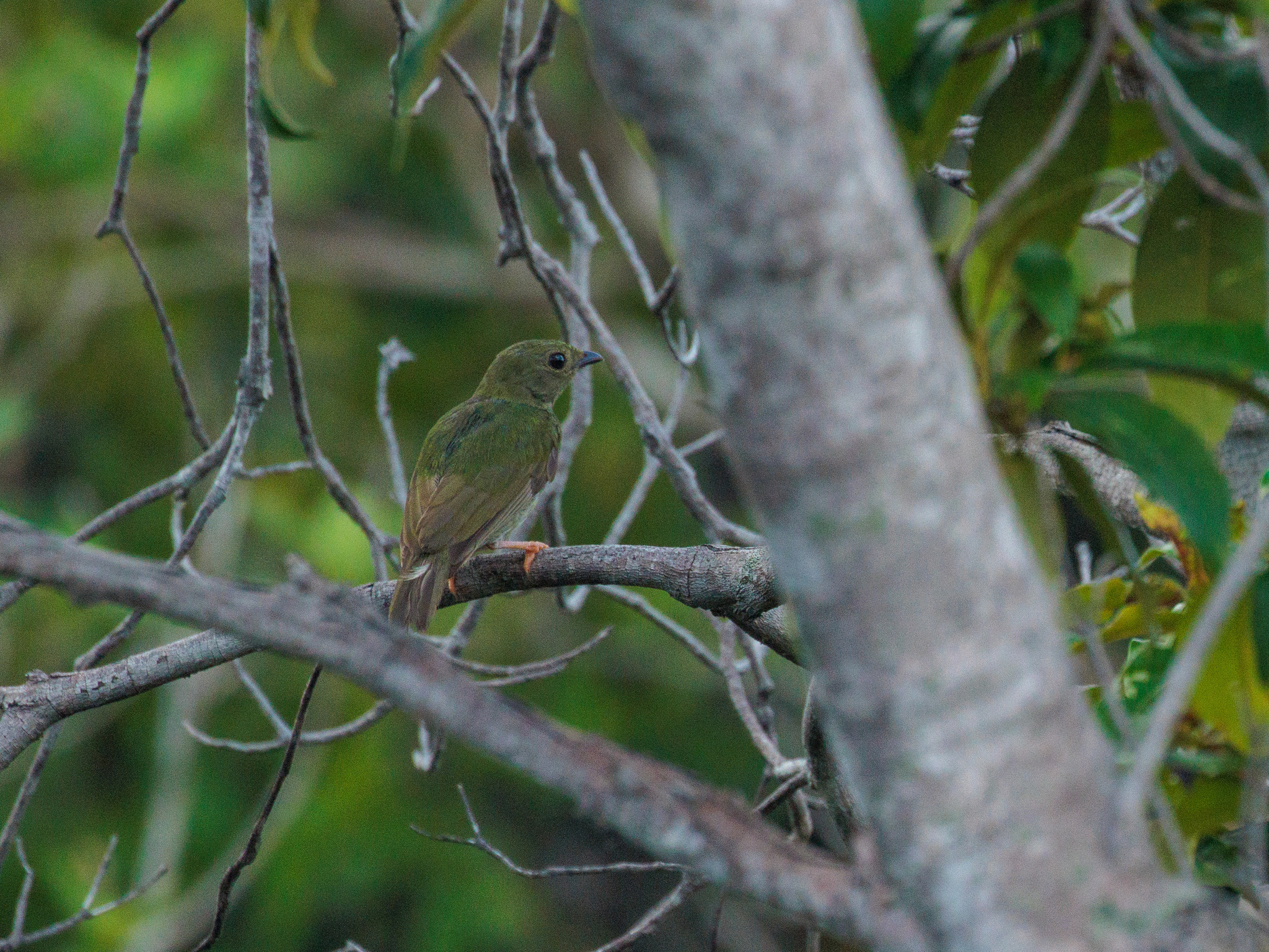 Blue-backed Manakin (Chiroxiphia pareola), photo 3