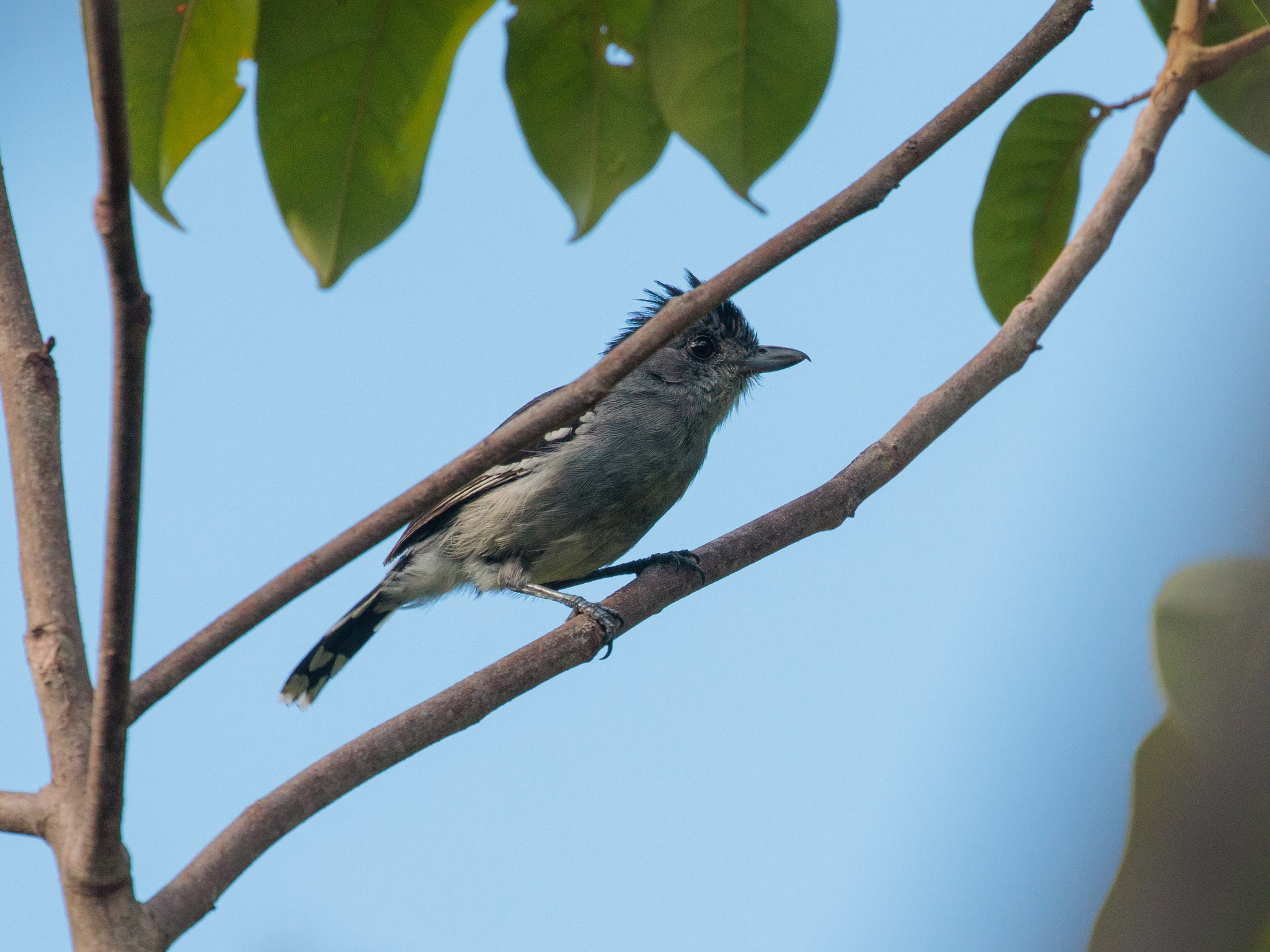Planalto Slaty Antshrike (Thamnophilus pelzelni), photo 2