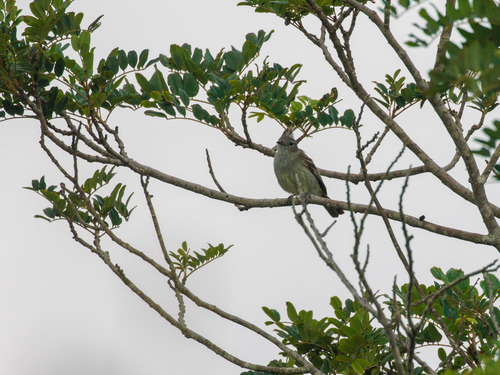 Plain-crested Elaenia (Elaenia cristata), photo 3