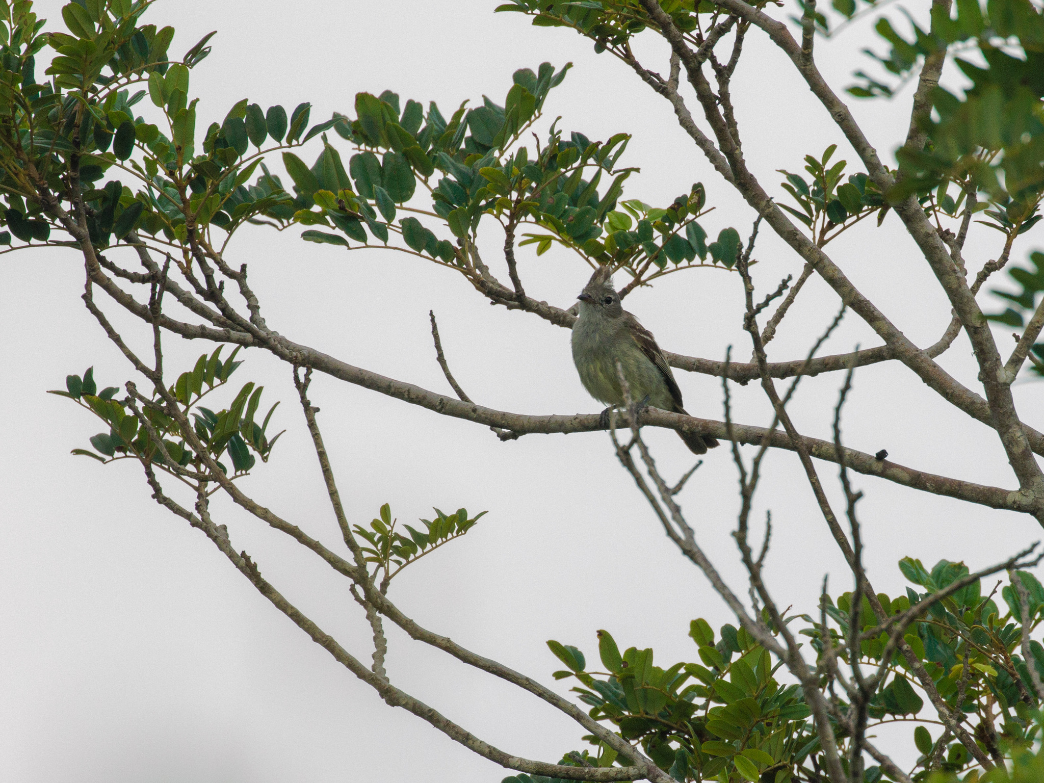 Plain-crested Elaenia (Elaenia cristata), photo 3