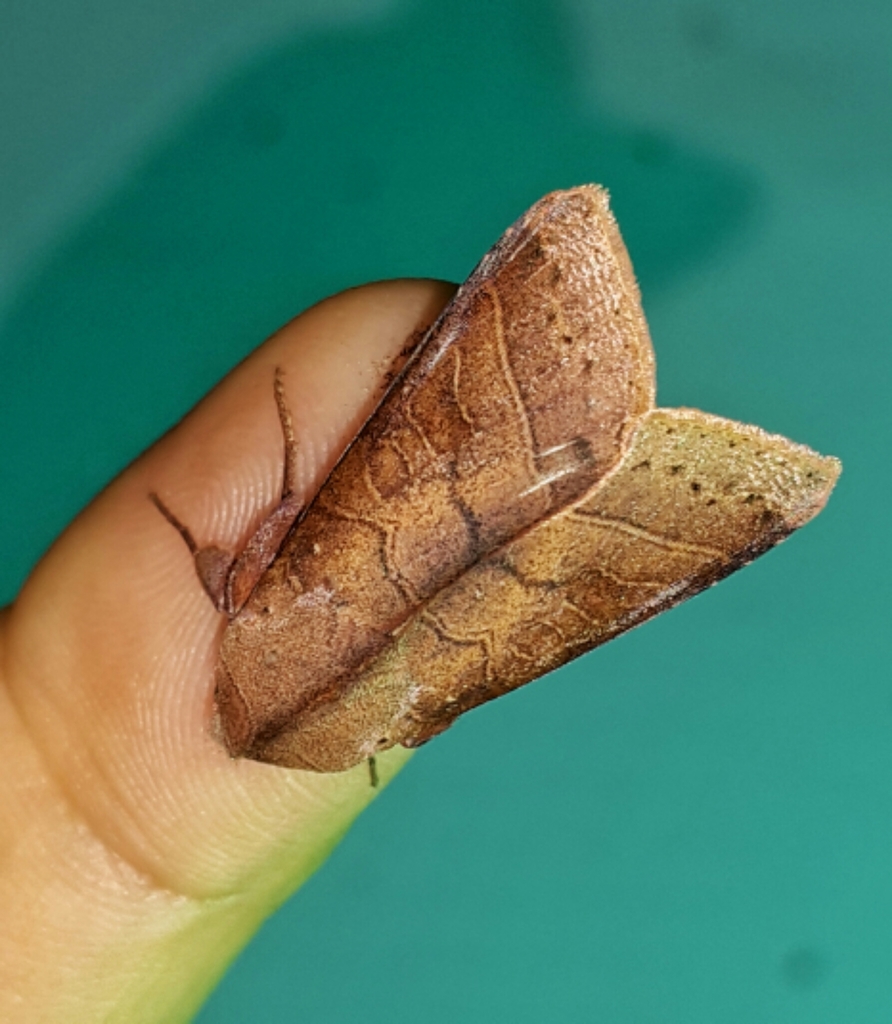 Marilopteryx
