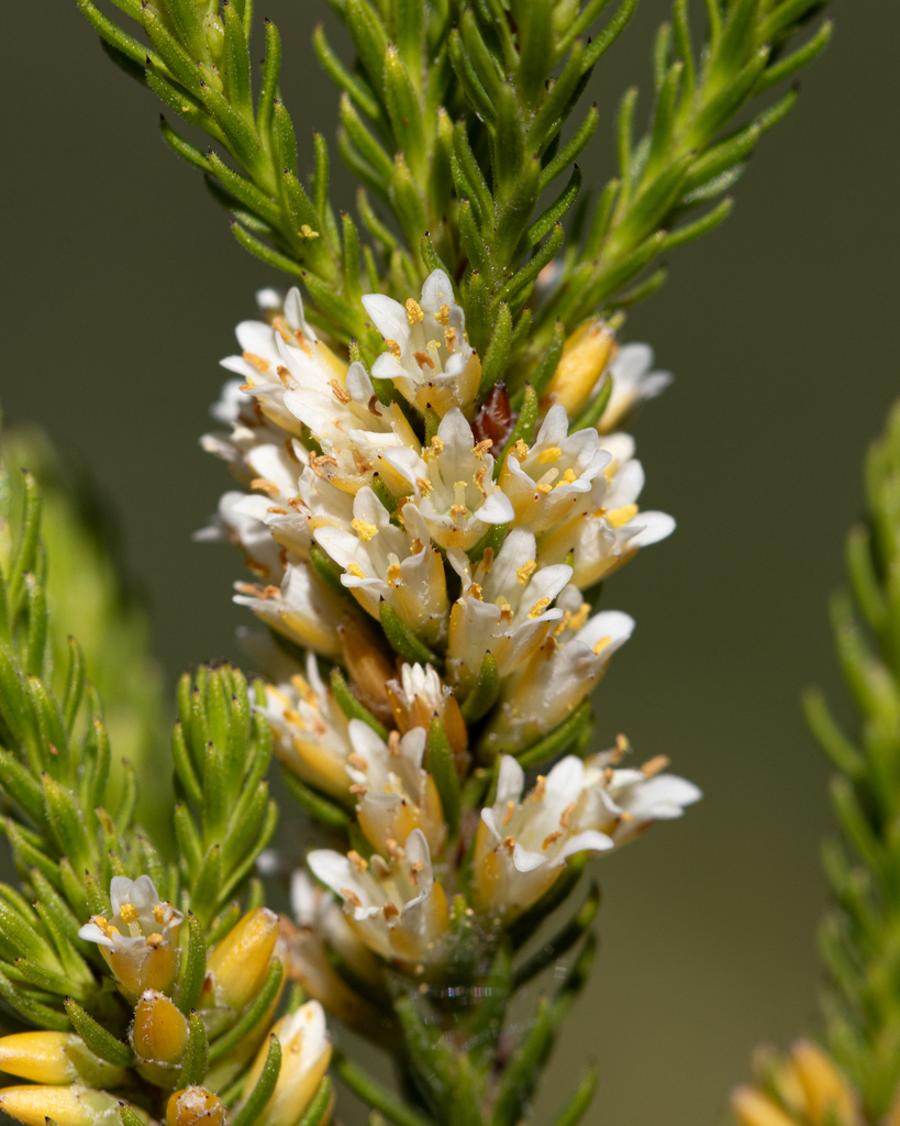 Falseheath Tittman