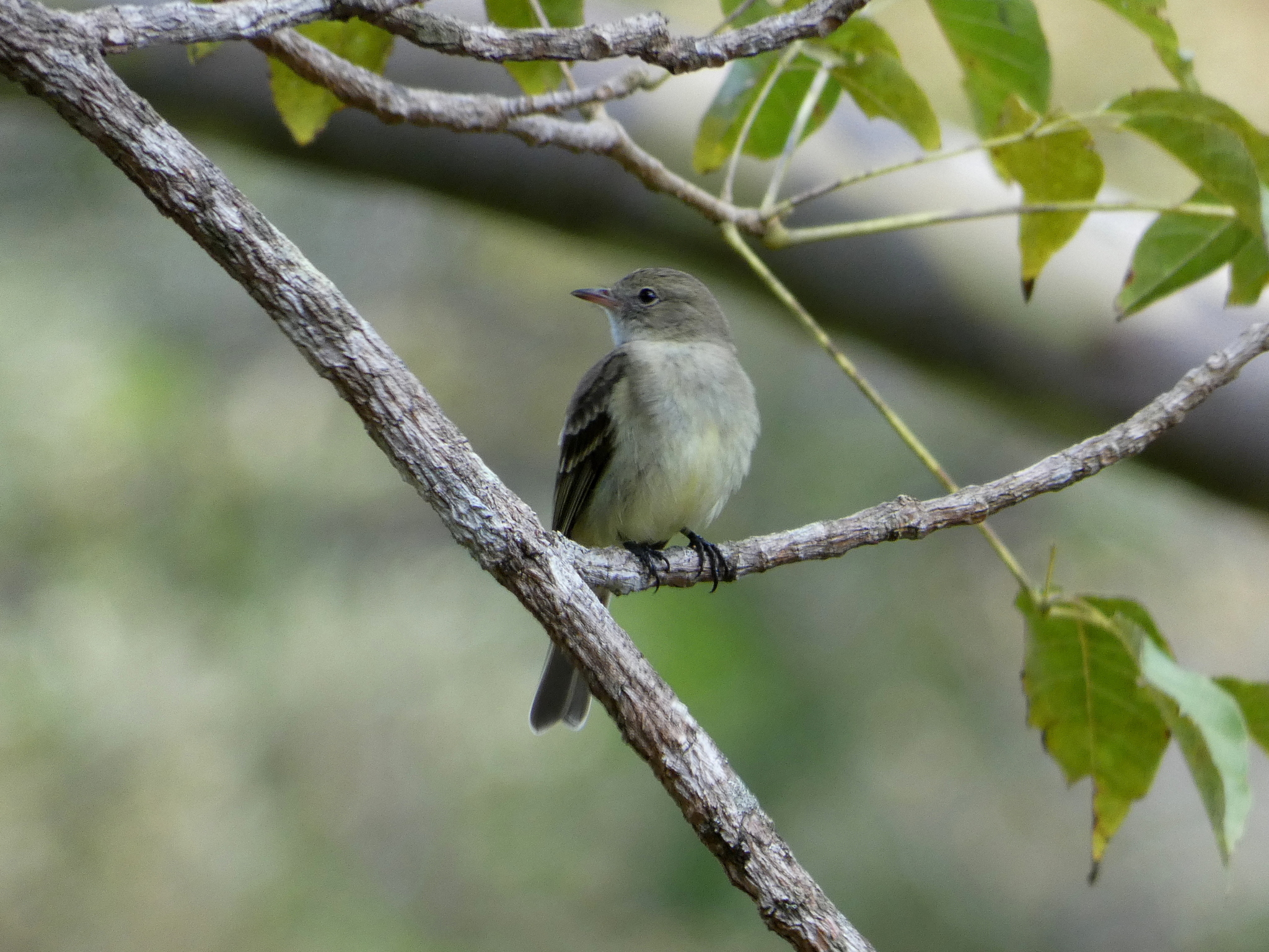 Lesser Elaenia (Elaenia chiriquensis)