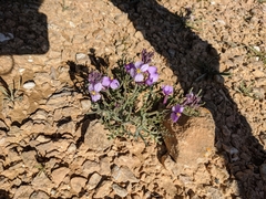 Pseuderucaria clavata