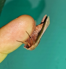 Marilopteryx lamptera