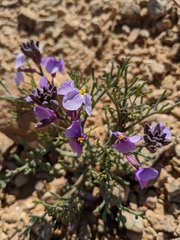 Pseuderucaria clavata