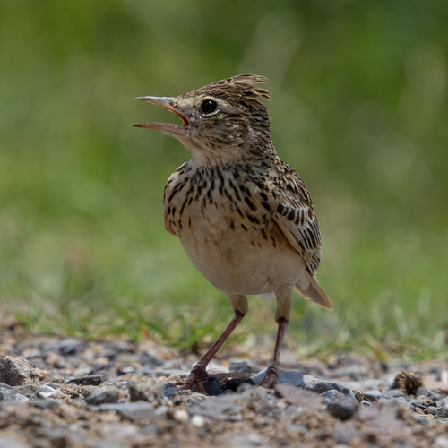 Oriental Skylark (Alauda gulgula), photo 6