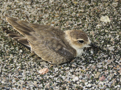 Charadrius pecuarius