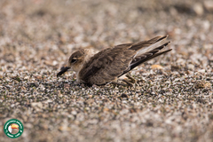Charadrius pecuarius