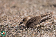 Charadrius pecuarius