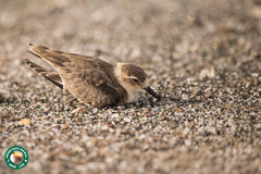 Charadrius pecuarius