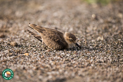 Charadrius pecuarius