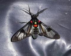 Image of Saurita rubripuncta