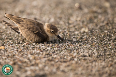 Charadrius pecuarius