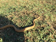 Dryophylax paraguanae