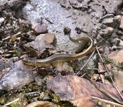 Eurycea multiplicata