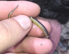 Eurycea multiplicata