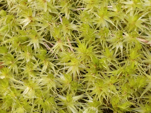 Waxyleaf Moss (Dicranum polysetum)