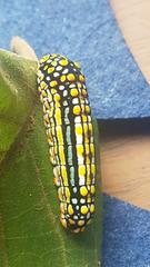 Mimoides thymbraeus aconophos