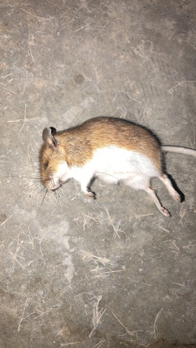 Western Deer Mouse