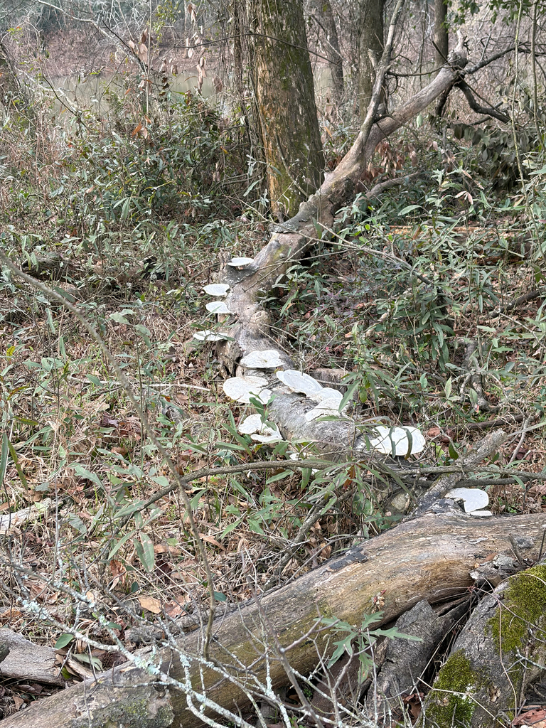 Trametes aesculi · February 2026 · photo: © salamanda25 (iNaturalist, cc-by)