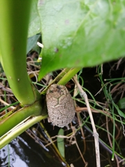 Montrichardia arborescens