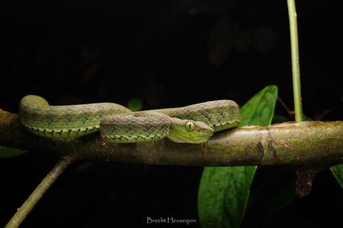 Trimeresurus kirscheyi
