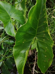 Montrichardia arborescens
