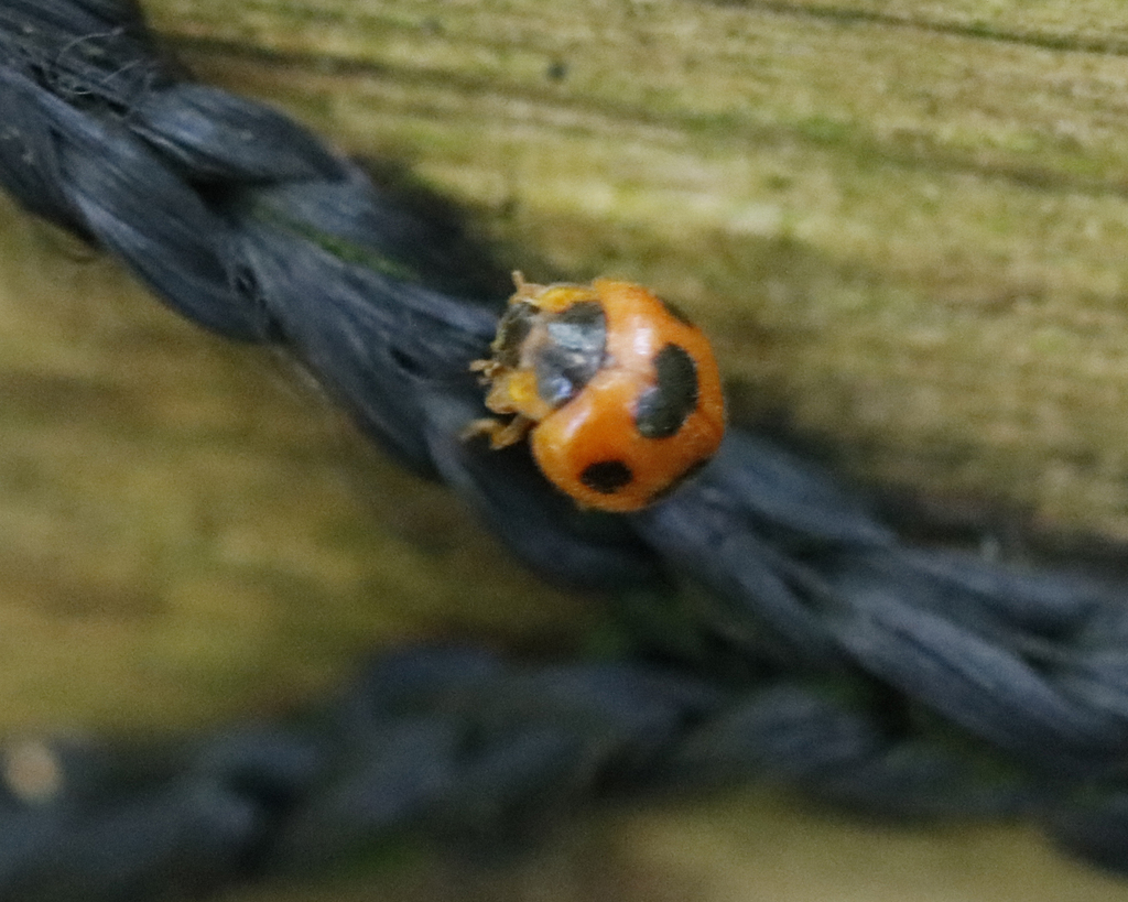 Chnoodes brasiliensis