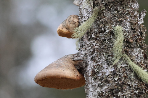 birch polypore