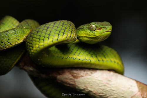 Trimeresurus kirscheyi