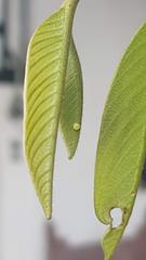 Mimoides thymbraeus aconophos