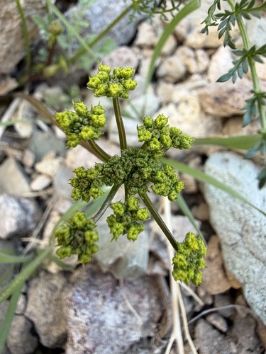 Rock Springparsley (Cymopterus petraeus)