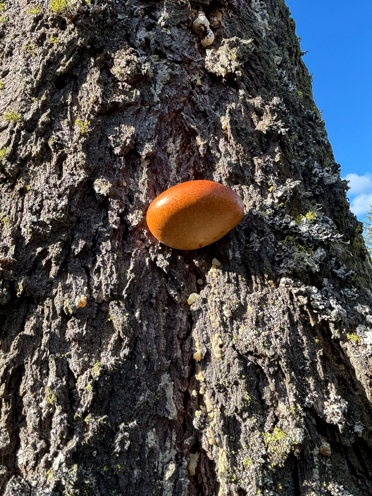 Cryptoporus volvatus · March 2026 · photo: © jewels45 (iNaturalist, cc0)