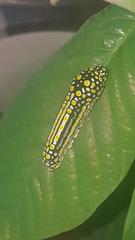 Mimoides thymbraeus aconophos