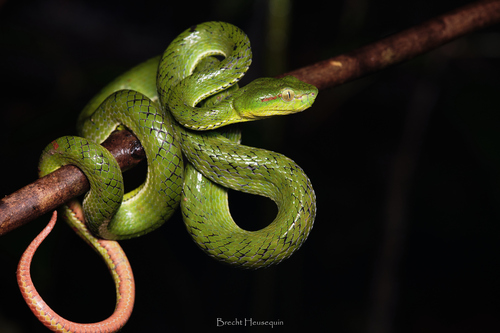 Trimeresurus kirscheyi