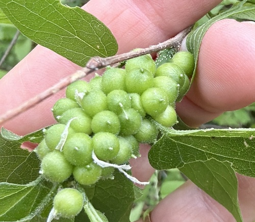 Unknown species found near E Spring Creek Pkwy, Plano, TX, US
