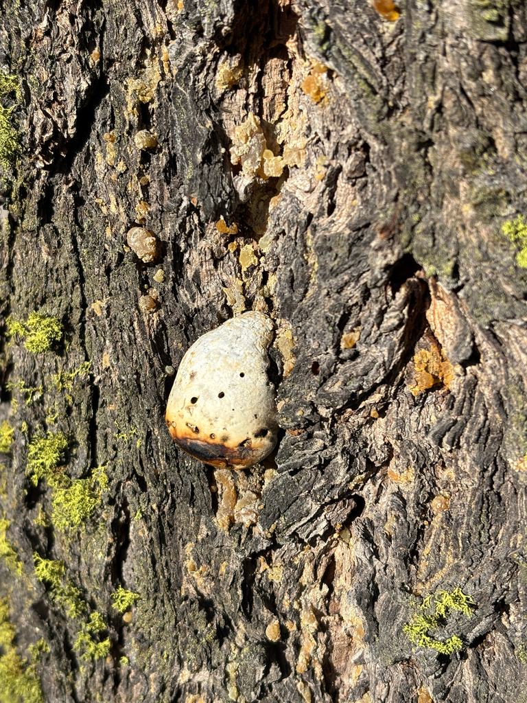 Cryptoporus volvatus · March 2026 · photo: © jewels45 (iNaturalist, cc0)