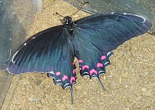 white-crescent swallowtail