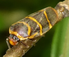 Phymatostetha stalii
