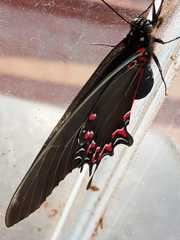 Mimoides thymbraeus aconophos