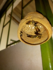 Polybia chrysothorax