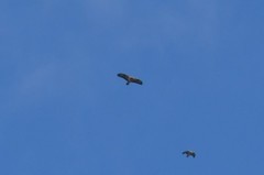 Buteo buteo buteo