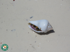 Gibberulus gibberulus