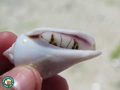 Gibberulus gibberulus